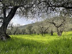 Photo of an Olive Grove